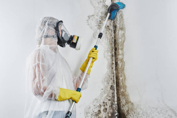 Best Professional Mold Removal  in Normal, IL