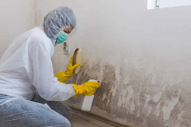 Best Attic Mold Removal  in Normal, IL