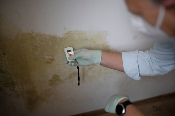 Best Mold Cleaning Services  in Normal, IL