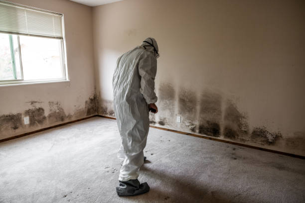 Best Toxic Mold Removal  in Normal, IL