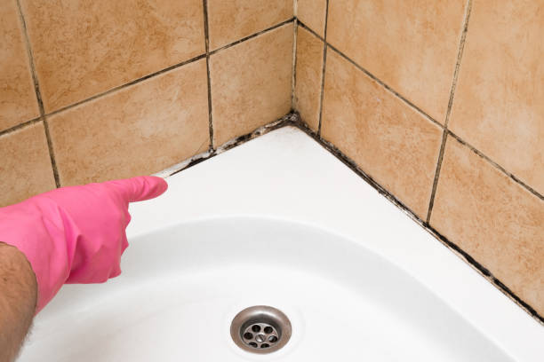Best Professional Mold Removal  in Normal, IL